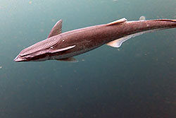 cleaner fish